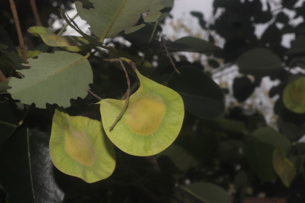 Pterocarpus santalinus L.f.